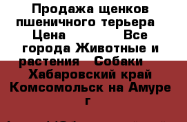 Продажа щенков пшеничного терьера › Цена ­ 30 000 - Все города Животные и растения » Собаки   . Хабаровский край,Комсомольск-на-Амуре г.